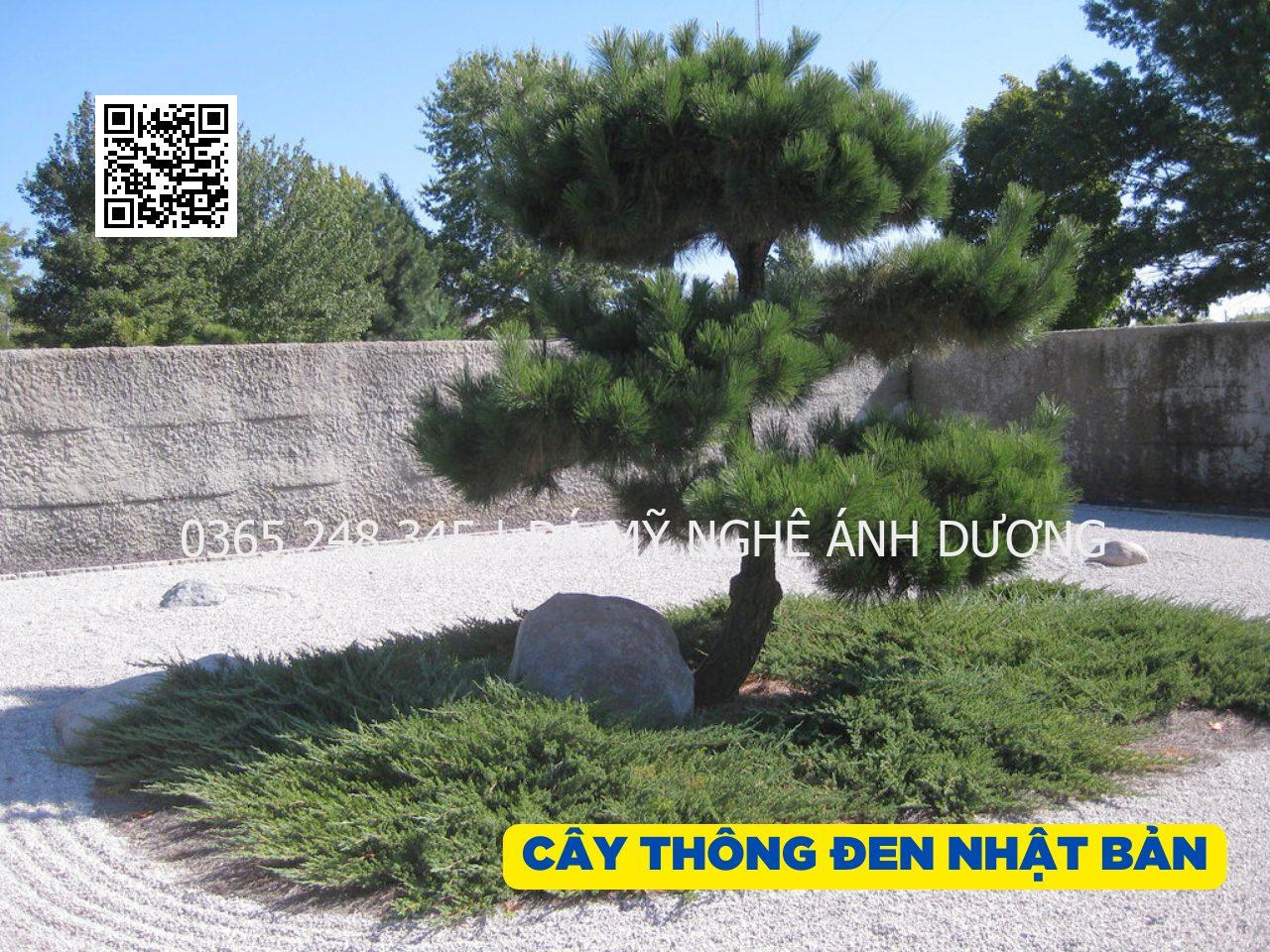 cây thông đen Nhật Bản trong vườn nhật cây thông đen Nhật Bản, Tiểu cảnh vườn nhật