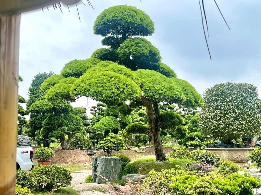 Vườn Tùng La Hán Nhật Bán Hà Đông