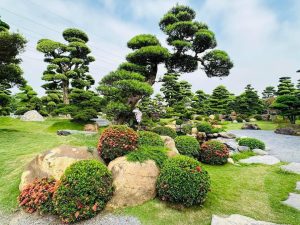 Vườn Tùng La Hán Nhật Bán Hà Nội